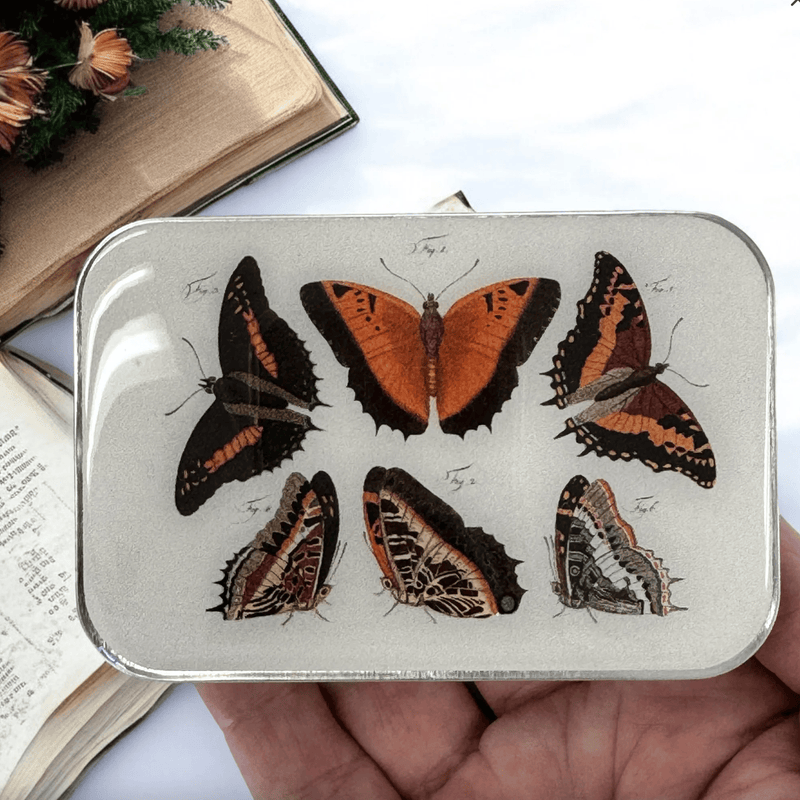 Orange Butterflies | Notions Tin
